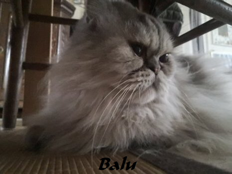 Balu02